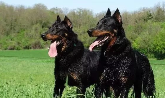 法国狼犬拉稀怎么处理？应该这样做？