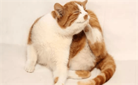 猫咪老挠头是为什么原因