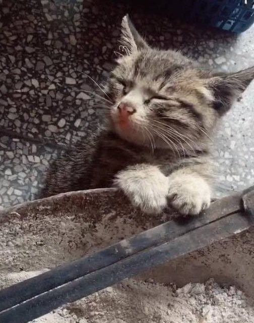 小猫咪守着炉子取暖,弄得灰头土脸,眉毛都快烤焦了 小猫咪守着炉子取暖,弄得灰头土脸,眉毛都快烤焦了