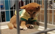 宠物加盟行业怎么样