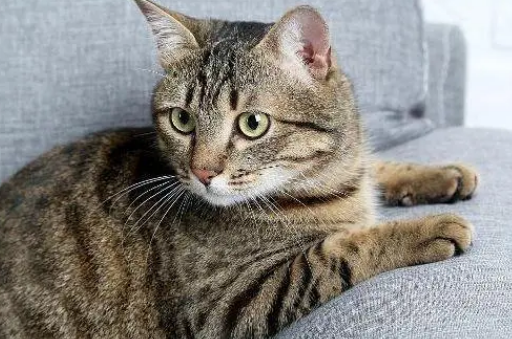 狸花猫认家吗？它什么时候认家？