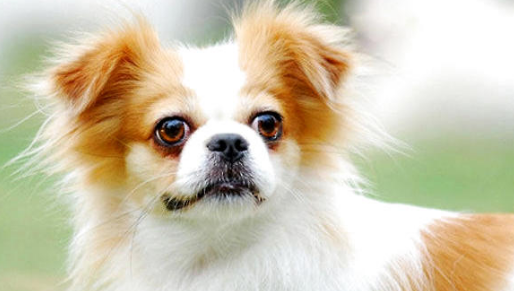 蝴蝶犬吃什么狗粮好?一起来看看 蝴蝶犬吃什么狗粮好?一起来看看