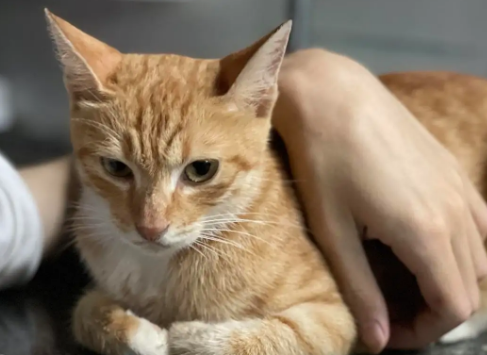 白猫粘人还是橘猫粘人 白猫粘人还是橘猫粘人