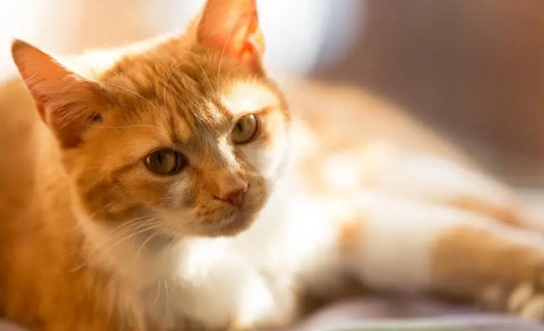猫咪的鼻子为什么不通气