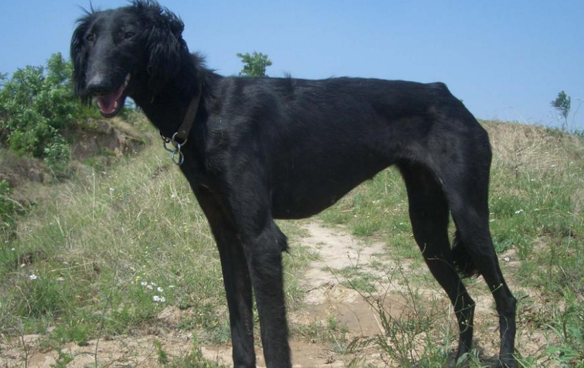 训狗小知识：细犬怎么训练召回？