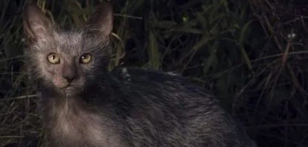 为什么有的猫咪很像狼人一样