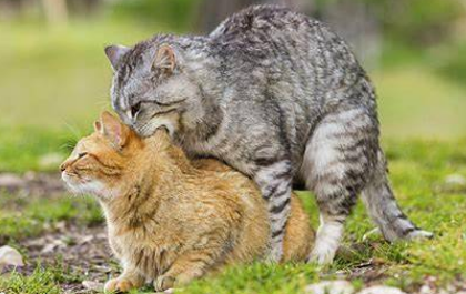 猫咪配种会疼吗