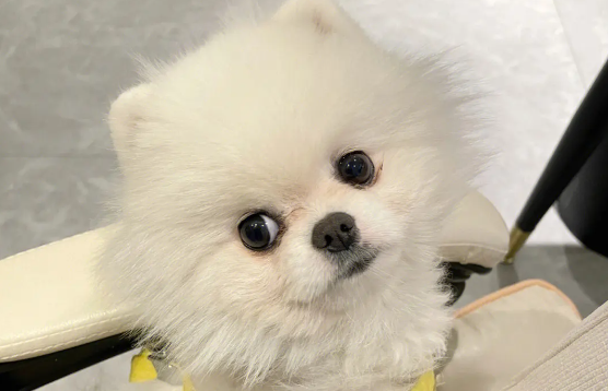 正宗博美犬长什么样