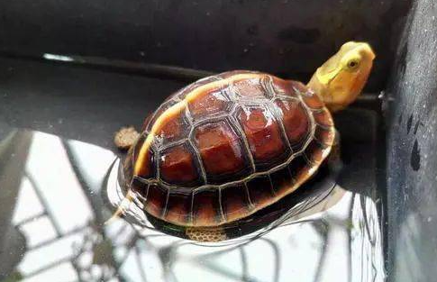 养宠知识:黄缘闭壳龟是保护动物吗?-宠物网