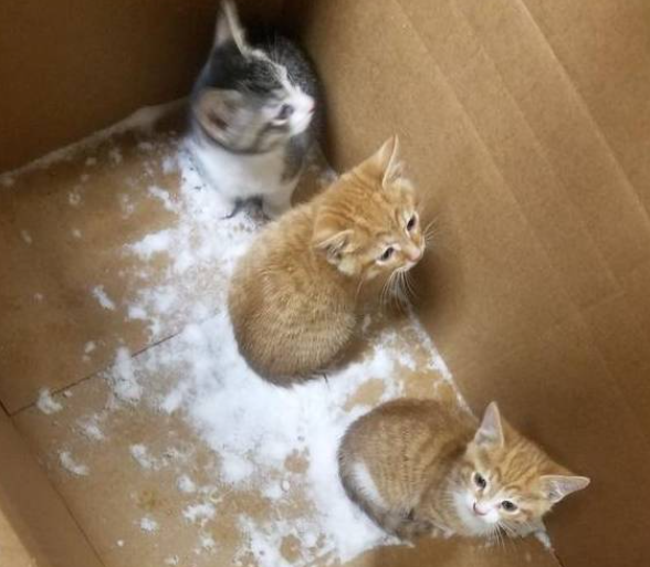大雪纷飞的夜晚,四只小奶猫被关在箱子里,箱子被丢弃在雪地上! 大雪纷飞的夜晚,四只小奶猫被关在箱子里,箱子被丢弃在雪地上!