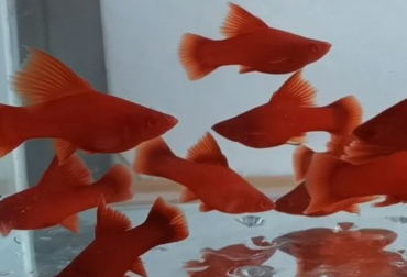 养红箭鱼需不需要加盐，来了解下吧