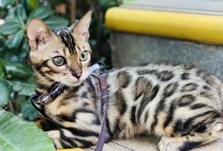 孟加拉豹猫怎么挑选?来学习一下吧 孟加拉豹猫怎么挑选?来学习一下吧