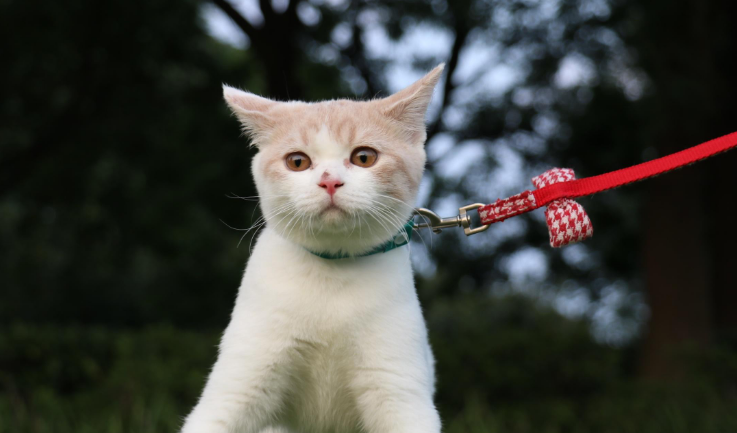 为什么小猫咪不长肉的原因