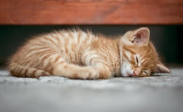 为什么宝宝喜欢猫咪睡觉的原因