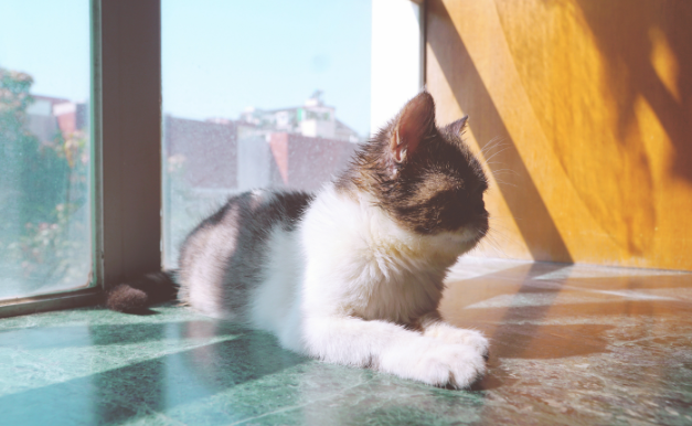为什么要向猫咪吐口水呢