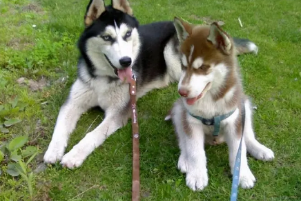 怎么区分阿拉斯加和哈士奇幼犬的区别 怎么区分阿拉斯加和哈士奇幼犬的区别