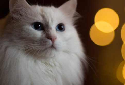 为什么养猫的人越长越像猫