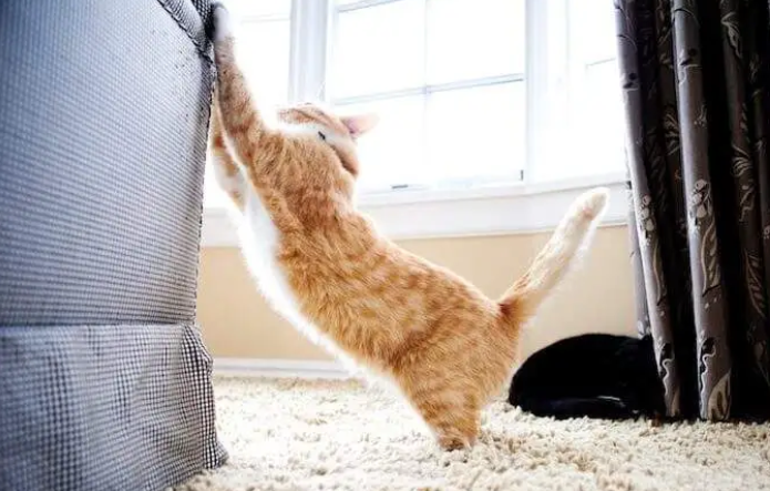 猫咪为什么会把爪子挠地上 猫咪为什么会把爪子挠地上