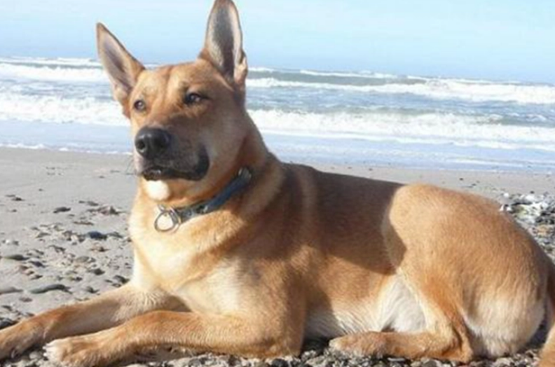 奇努克犬怎么训练？这些错误不要再犯