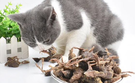 猫不吃鹌鹑脑袋