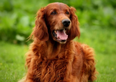 爱尔兰雪达犬发情怎么办？饲主来看看吧