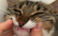 为什么我家猫咪牙齿小了