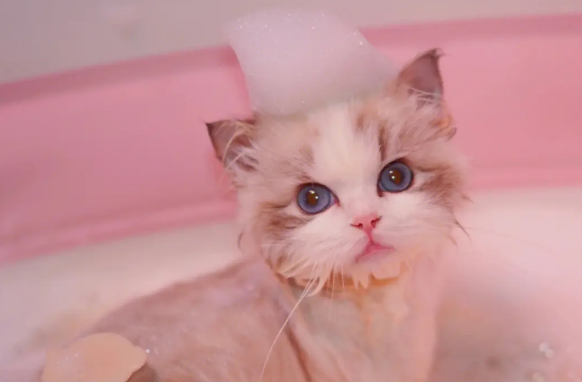 猫咪洗澡用什么好