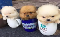 茶杯犬能吃棒棒糖和巧克力吗?看这里~