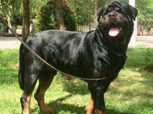 怎么训练罗威纳犬握手?来这里了解下吧 怎么训练罗威纳犬握手?来这里了解下吧