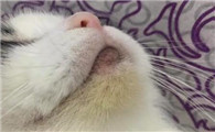 猫咪下巴上的毛变黄了