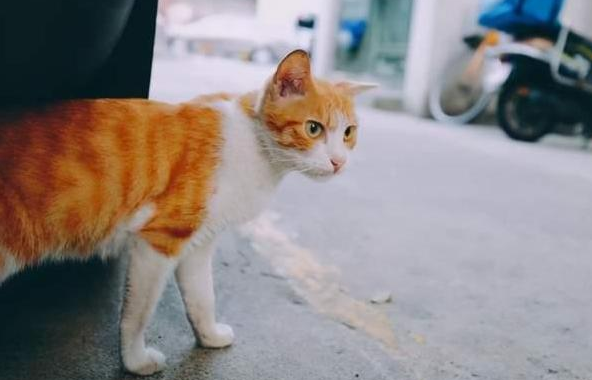 猫为什么会离家出走一段时间