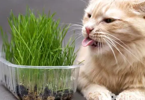 猫咪喜欢吃什么草 猫咪喜欢吃什么草