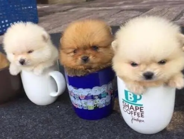 茶杯犬能吃棒棒糖和巧克力吗?看这里~ 茶杯犬能吃棒棒糖和巧克力吗?看这里~