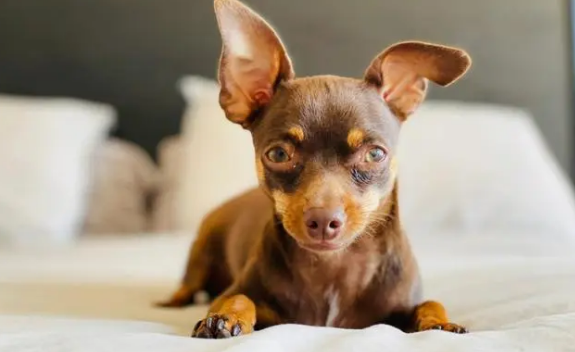 小鹿犬大便干怎么办?试试这几招 小鹿犬大便干怎么办?试试这几招