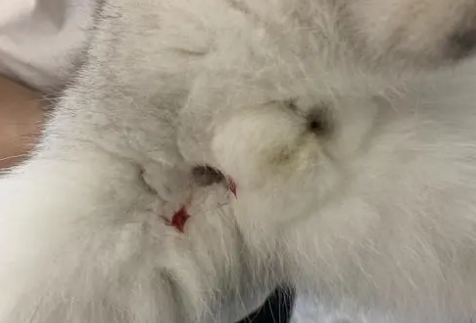 宠物猫拉血是怎么回事儿 宠物猫拉血是怎么回事儿