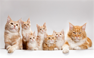 猫和人类年龄对照表