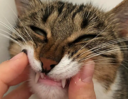 为什么我家猫咪牙齿小了