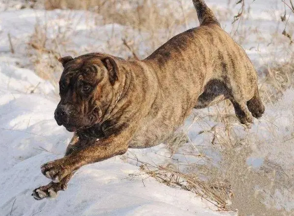 加纳利犬怎么训练？这些技巧你一定要学哦！