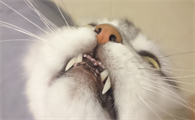 猫咪牙齿为什么变乱了