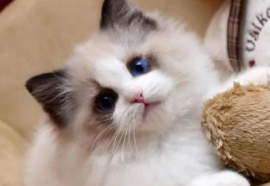 猫咪多久喂一次