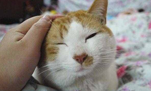 猫咪叫主人洗脸是为什么呢