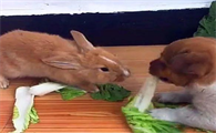 狗会吃兔子吗?