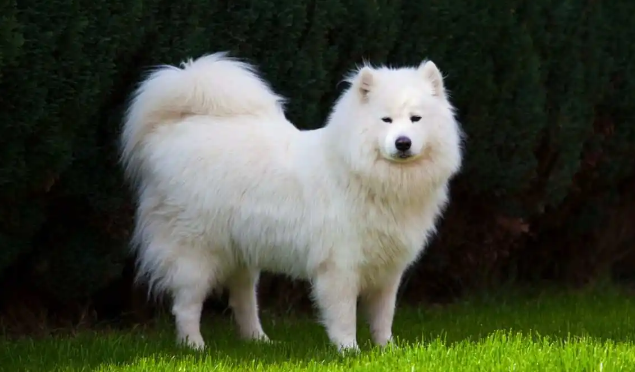 怎么样训练萨摩耶犬听话的立、坐、卧呢? 怎么样训练萨摩耶犬听话的立、坐、卧呢?