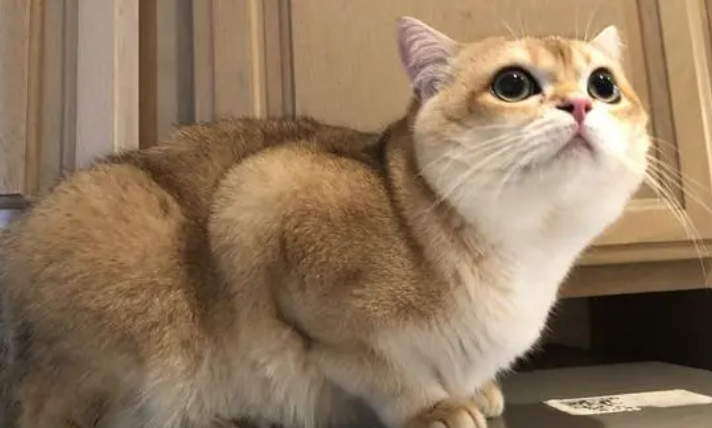 金渐层母猫什么时候发腮？它多大会发腮？
