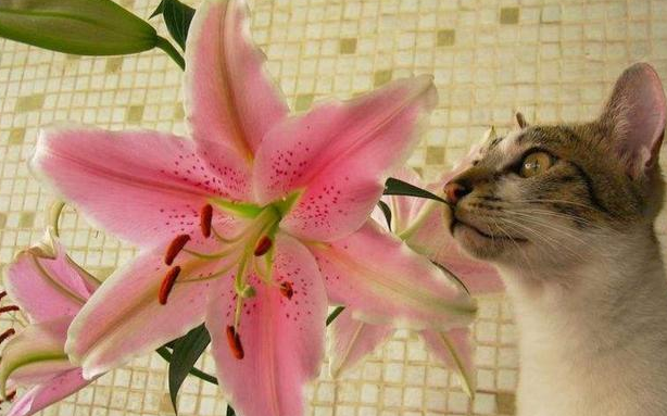 猫咪闻了两天的百合花