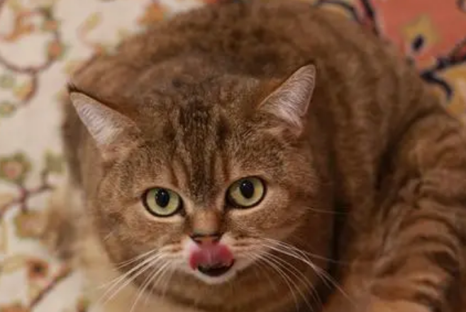 怎么分辨是不是虎斑猫？想养的人来看看吧
