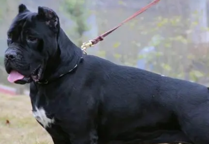 卡斯罗犬缺点是什么？来了解下吧