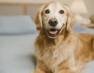 金毛犬在床上撒尿,主人拿起拖鞋就想教育! 金毛犬在床上撒尿,主人拿起拖鞋就想教育!