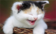 猫咪早上叫个不停怎么办