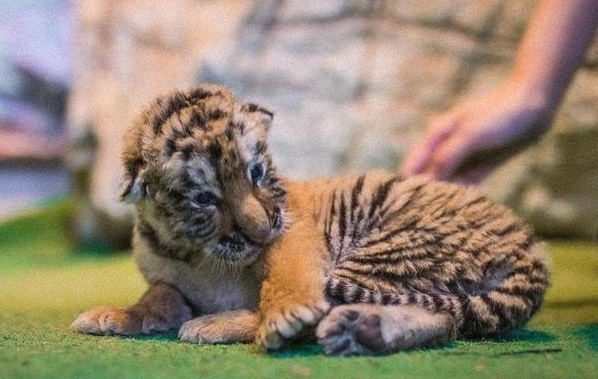 路遇“流浪猫”,养大发现是老虎,好心归还被动物园要赔偿 路遇“流浪猫”,养大发现是老虎,好心归还被动物园要赔偿